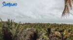 8 Hectare Lot For Sale in Pacifico Siargao Island